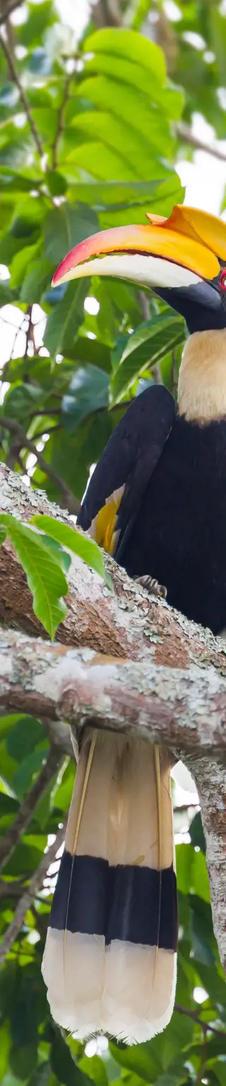 Khao Yai Nationalpark